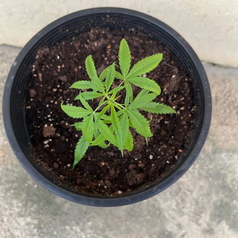 Gazzurple growlog timeline photo