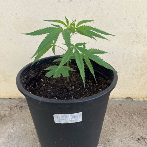 Mohan Ram growlog timeline photo
