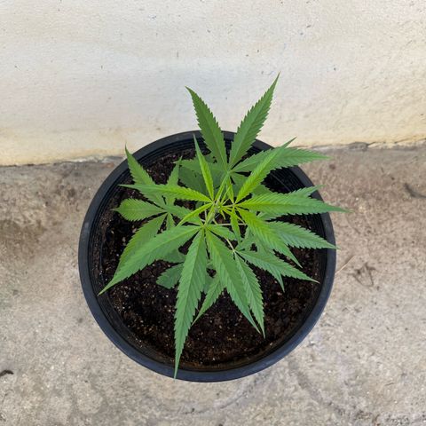 Mohan Ram growlog timeline photo