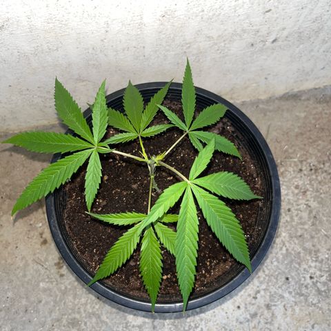 Mohan Ram growlog timeline photo