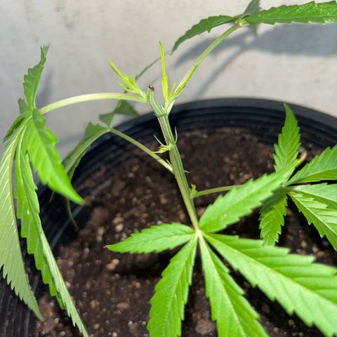 Mohan Ram growlog timeline photo