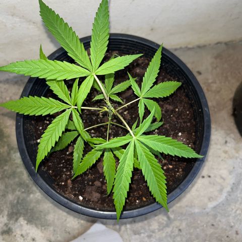 Gazzurple growlog timeline photo