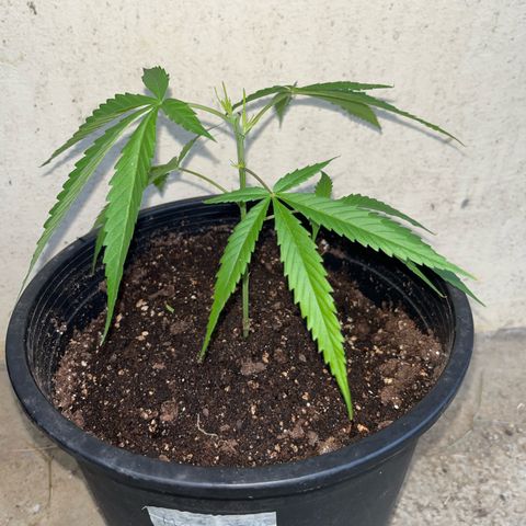 Mohan Ram growlog timeline photo
