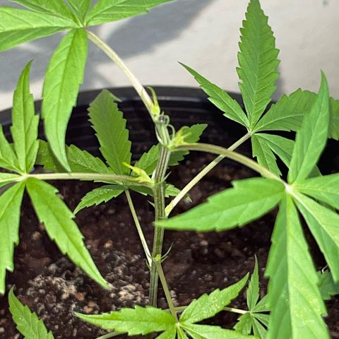 Gazzurple growlog timeline photo