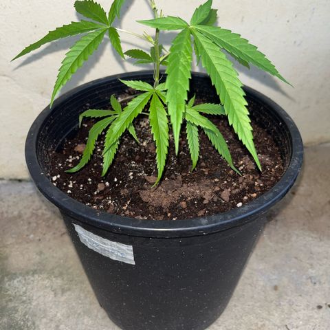 Gazzurple growlog timeline photo