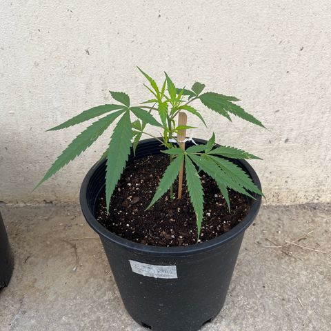 Mohan Ram growlog timeline photo