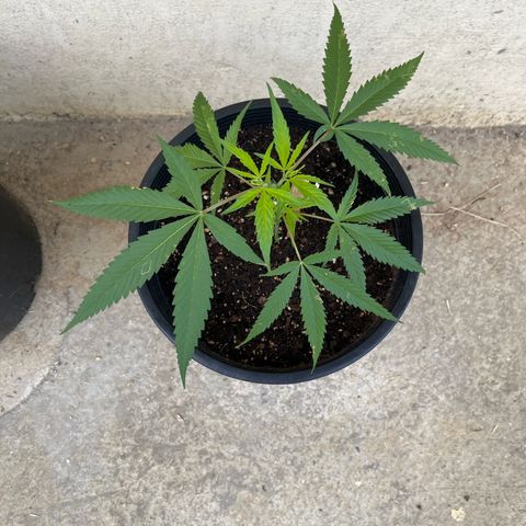 Mohan Ram growlog timeline photo