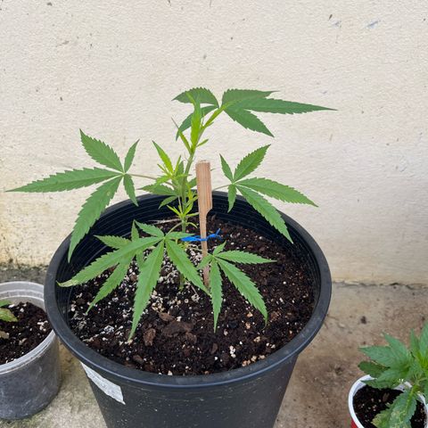Gazzurple growlog timeline photo