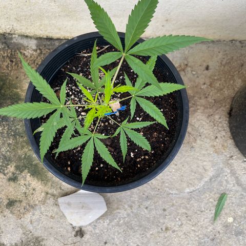 Gazzurple growlog timeline photo