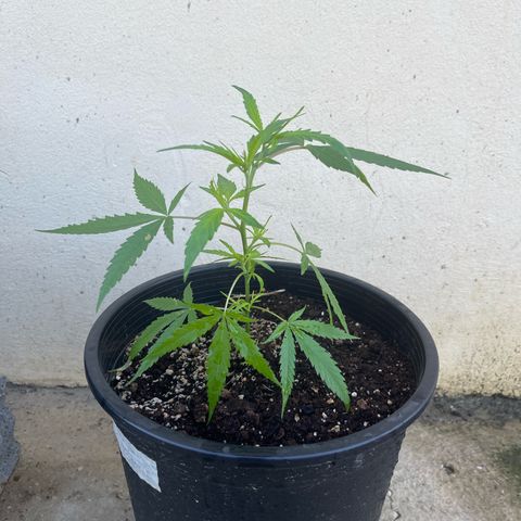 Gazzurple growlog timeline photo
