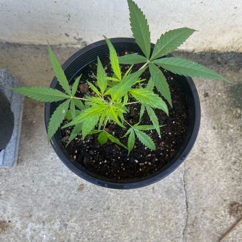 Gazzurple growlog timeline photo