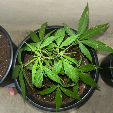 Mohan Ram growlog timeline photo