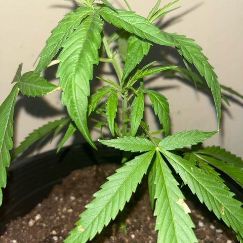 Mohan Ram growlog timeline photo