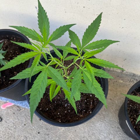 Mohan Ram growlog timeline photo