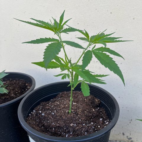 Mohan Ram growlog timeline photo