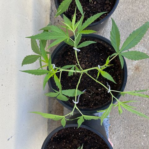 Mohan Ram growlog timeline photo