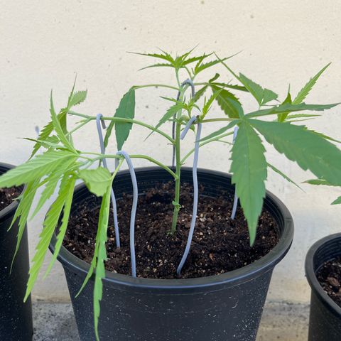 Mohan Ram growlog timeline photo