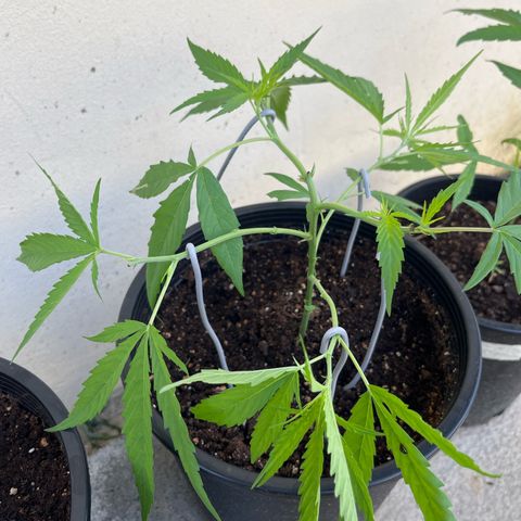 Mohan Ram growlog timeline photo