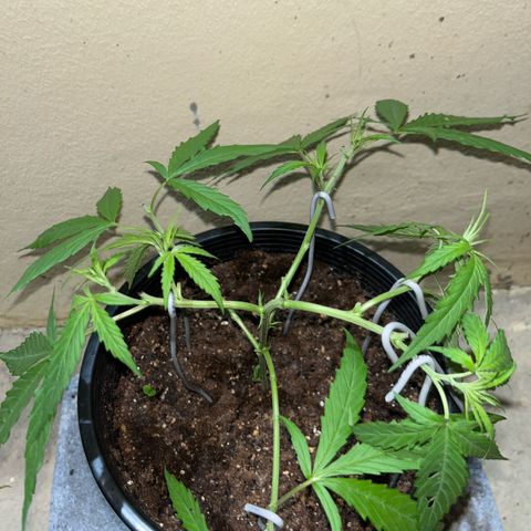 Mohan Ram growlog timeline photo