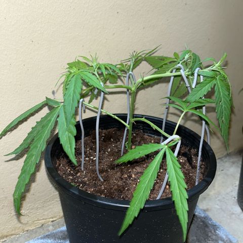 Mohan Ram growlog timeline photo