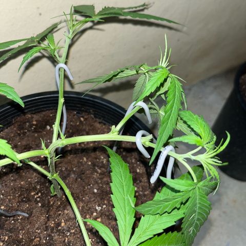 Mohan Ram growlog timeline photo