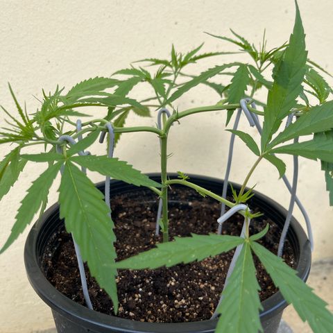 Mohan Ram growlog timeline photo