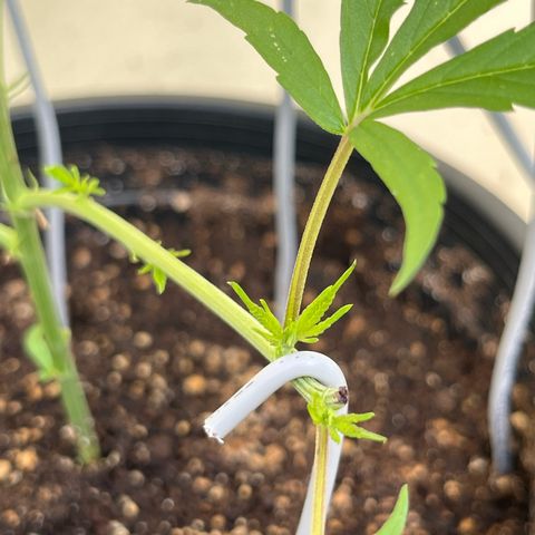 Mohan Ram growlog timeline photo