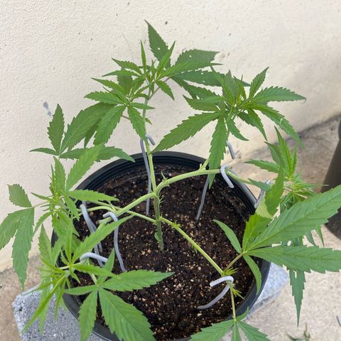Mohan Ram growlog timeline photo