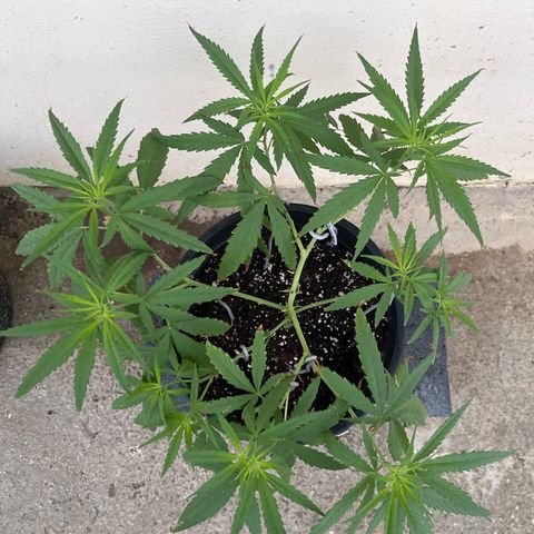 Mohan Ram growlog timeline photo