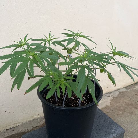 Mohan Ram growlog timeline photo