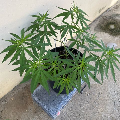 Mohan Ram growlog timeline photo