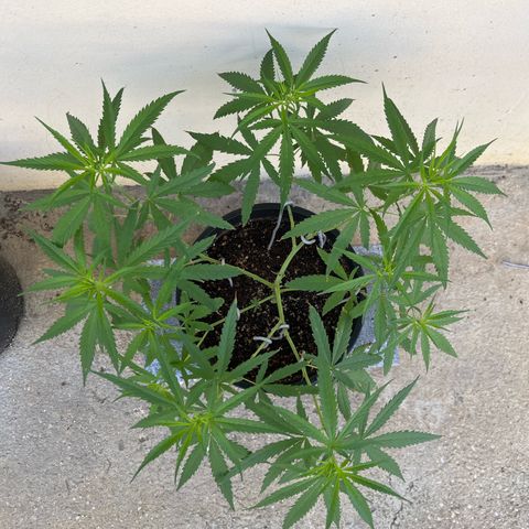 Mohan Ram growlog timeline photo