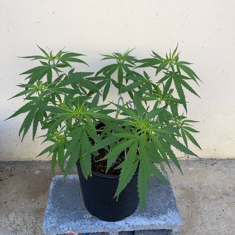 Mohan Ram growlog timeline photo