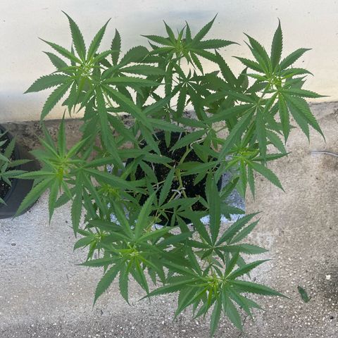 Mohan Ram growlog timeline photo