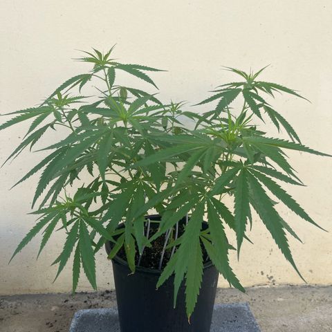 Mohan Ram growlog timeline photo