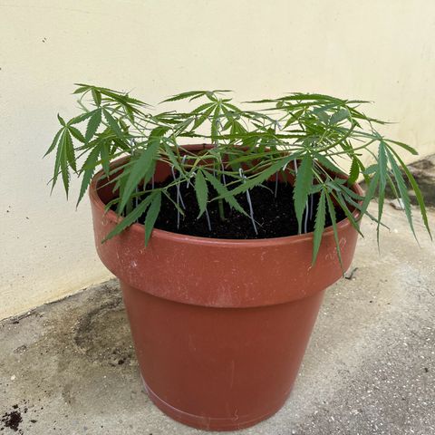 Mohan Ram growlog timeline photo
