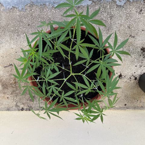 Mohan Ram growlog timeline photo