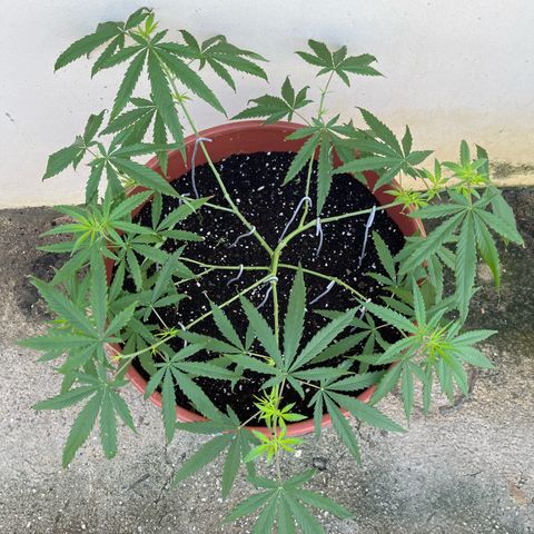 Mohan Ram growlog timeline photo