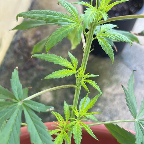 Mohan Ram growlog timeline photo
