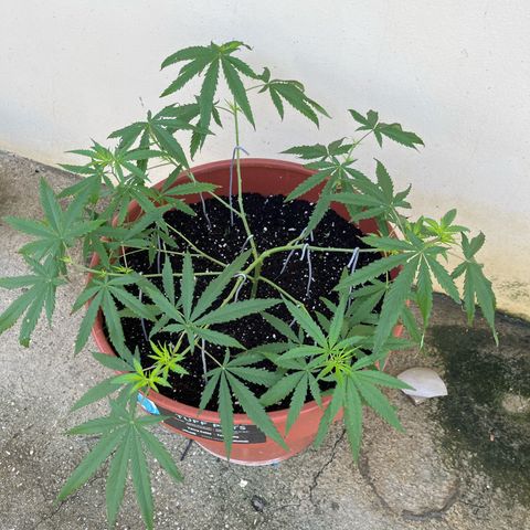 Mohan Ram growlog timeline photo