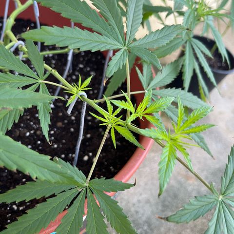 Mohan Ram growlog timeline photo