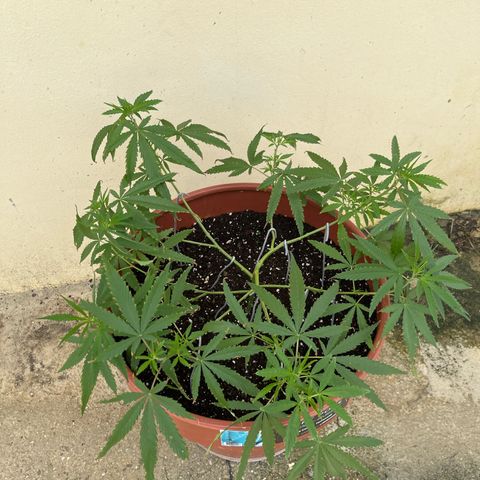Mohan Ram growlog timeline photo
