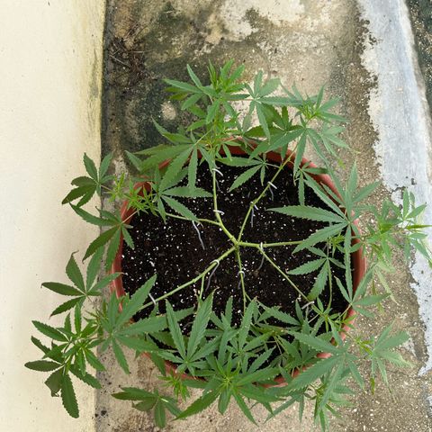 Mohan Ram growlog timeline photo
