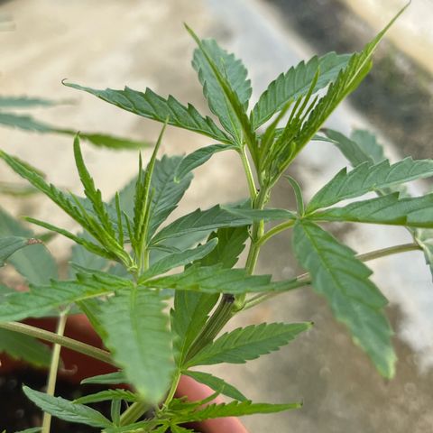 Mohan Ram growlog timeline photo
