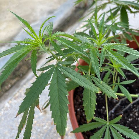 Mohan Ram growlog timeline photo