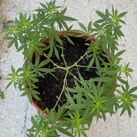 Mohan Ram growlog timeline photo