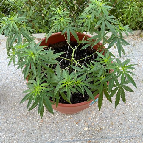 Mohan Ram growlog timeline photo