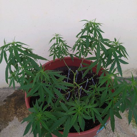 Mohan Ram growlog timeline photo