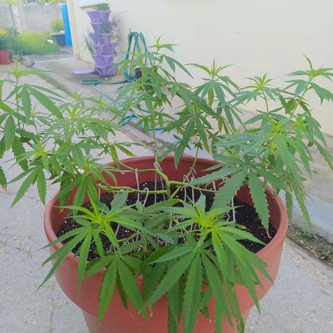 Mohan Ram growlog timeline photo