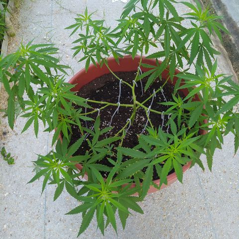 Mohan Ram growlog timeline photo